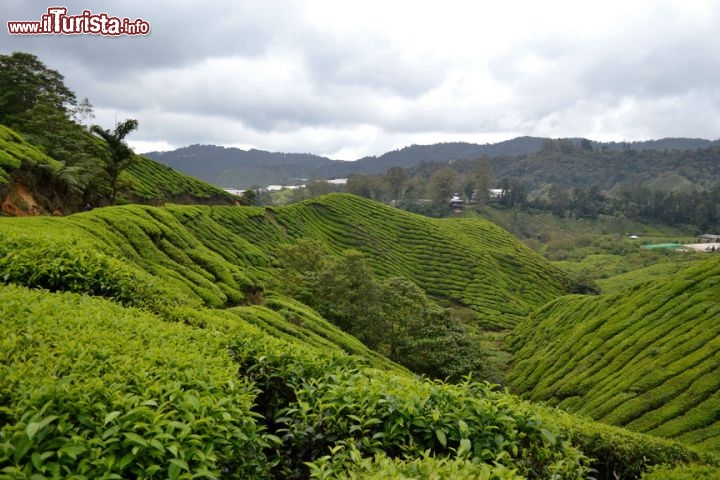 Immagine Anche in una giornata nuvolosa, i campi delle Cameron Highlands possono assumere sfumature di colore spettacolari, che i fotografi con un po' di tempo a disposizione possono cogliere e valorizzare.