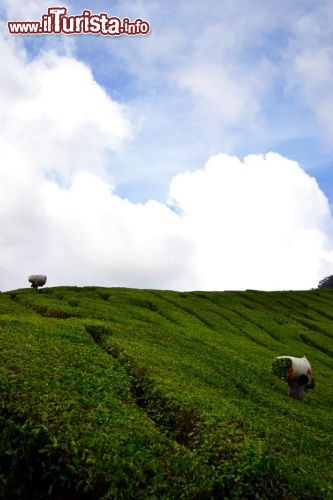 Immagine Raccoglitori di té, Cameron Highlands: è normale, durante una visita alle piantagioni, vedere gli operai trasportare enormi sacchi di foglie di tè giù per i campi, fino al punto di raccolta.