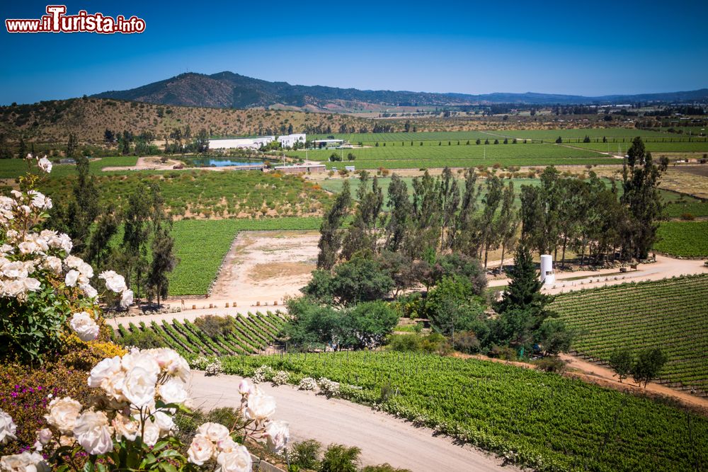 Immagine Una vista della campagna nella Valle de Casablanca, nella Región de Valparaíso, dove si produce ottimo vino.