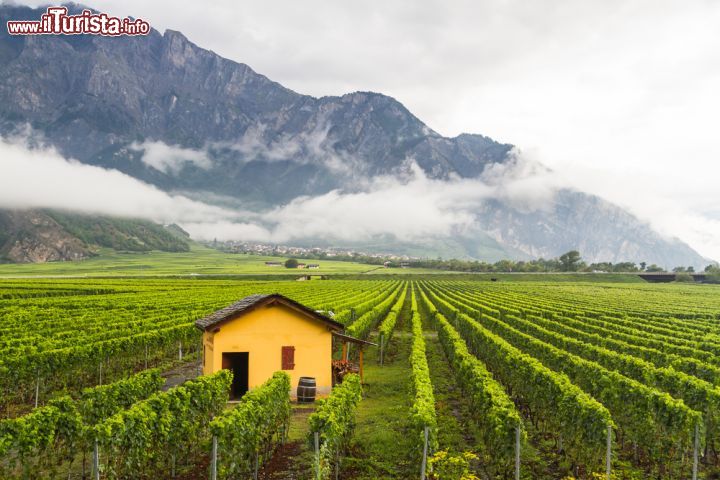 Immagine Panorama autunnale sulle campagne intorno a Sion, città di lingua francese situata a nord del Rodano. Si può tranquillamente andare a zonzo a piedi fra le vigne per degustare gli ottimi vini tipici di questo angolo di Svizzera dove nei vigneti a terrazza si producono gli eccellenti Fendant e Dole. Oppure scoprirne le bellezze paesaggistiche con una gita in bicicletta - © Milosz_M / Shutterstock.com