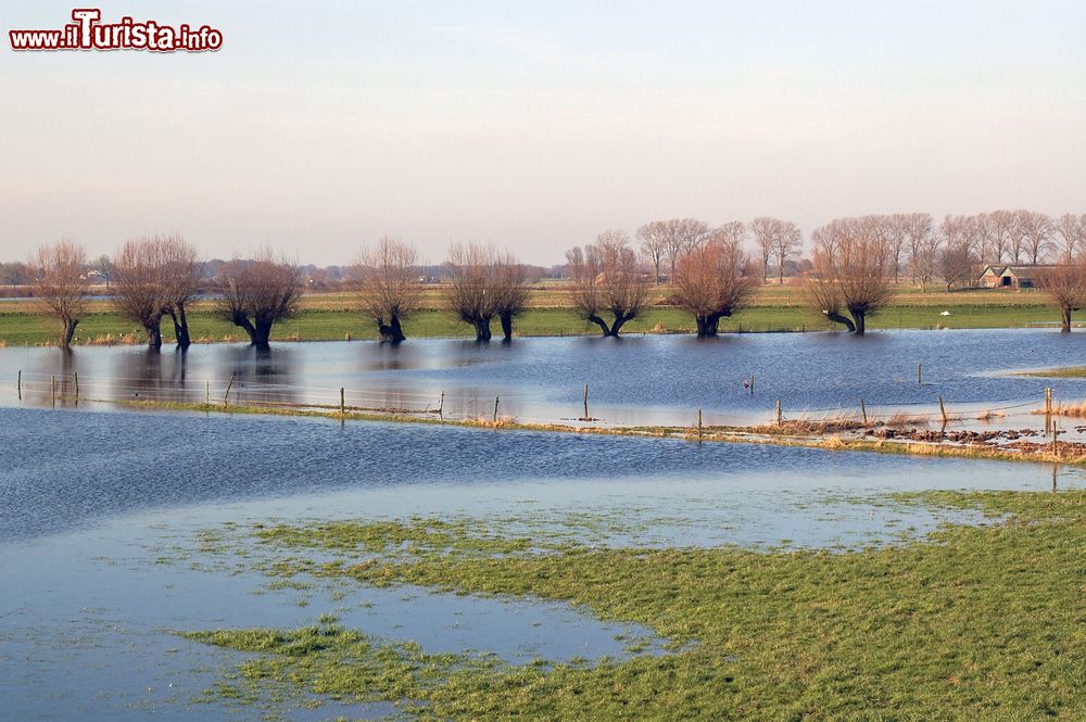 Immagine Campi allagati vicino al fiume IJssel a Doesburg, Olanda.