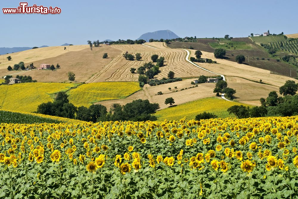 Immagine Campi di girasole nei pressi di Jesi, Marche.