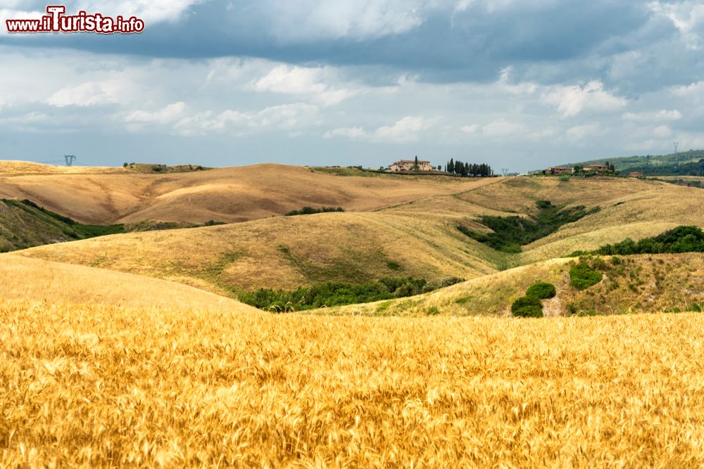 Immagine Campi di grano in estate nelle campagne di Gambassi Terme