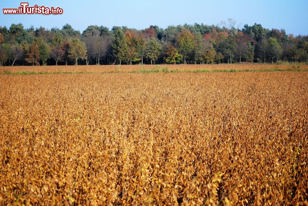 Immagine Campi di riso in autunno nelle campagne di Cameri in Piemonte.