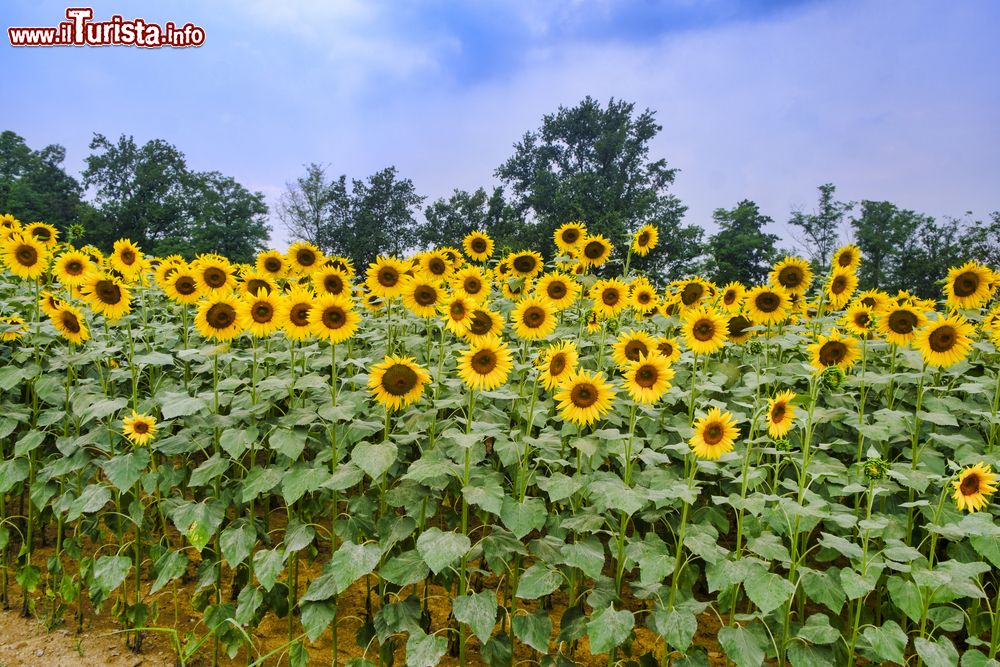 Immagine Campo di girasoli nelle campagne di Carpaneto Piacentino in Emilia