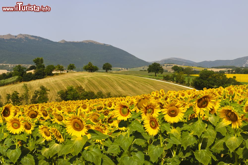 Immagine Un Campo di girasoli nelle campagne di Fabriano nelle Marche