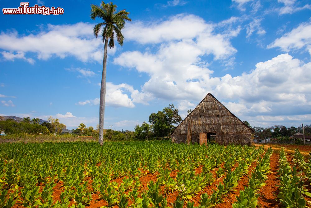 Immagine Un campo di tabacco e la capanna (detta casa de tabaco) dove vengono fatte essiccare le foglie prima di produrre i sigari. Siamo a Viñales, Cuba.