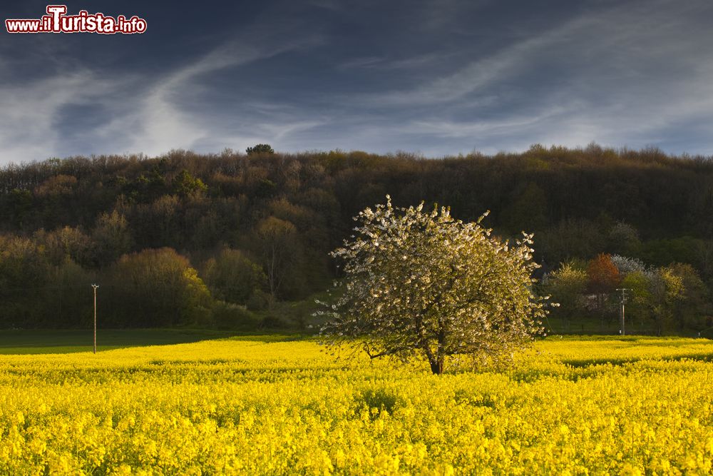 Immagine Campo di colza in fiore vicino a Chinon, in Francia.