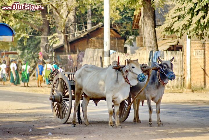 Immagine Carretto di legno trainato da buoi a Bagan, Myanmar. Li si incontra anche nel centro della città: sono i tradizionali carri in legno trainati da una coppia di buoi. Sullo sfondo, giovani scolari - © Angela N Perryman / Shutterstock.com