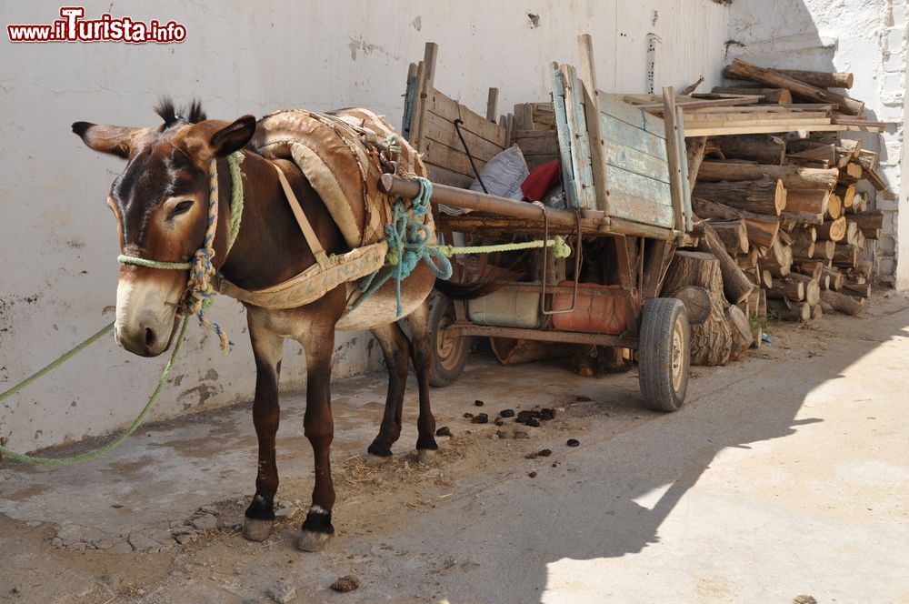 Immagine Un carretto trainato da un mulo al mercato di Nabeul, Tunisia. Ancora oggi è uno dei mezzi di trasporto più utilizzati dagli abitanti della città.