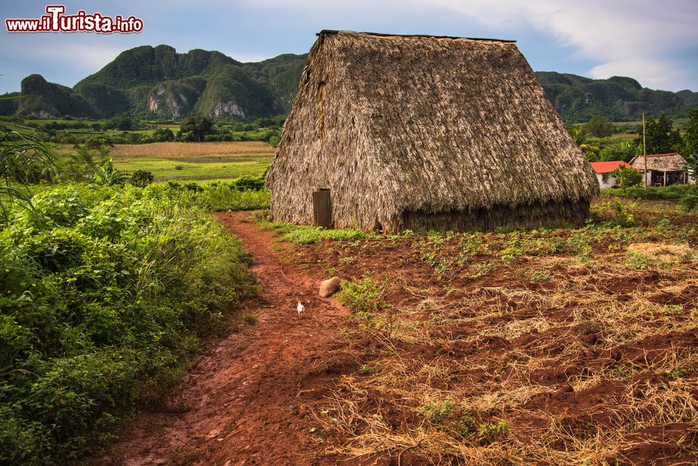 Immagine Una casa de tabaco, la tipica capanna delle campagne di Viñales (Cuba) dove viene fatto essiccare il tabacco.