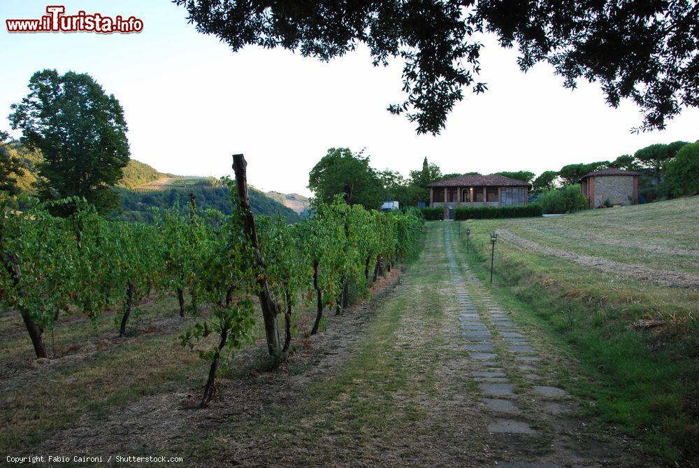 Immagine Casola Valsenio, Ravenna: l'azienda vinicola Il Cardello tra le colline appenniniche. - © Fabio Caironi / Shutterstock.com