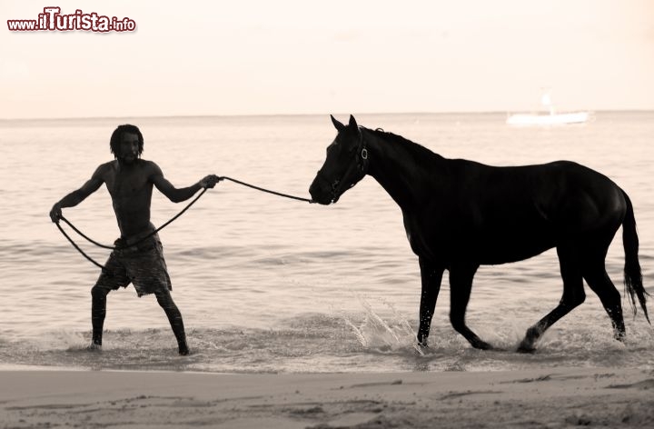 Immagine A Barbados, tra le varie attività, è possibile cavalcare sulla spiaggia - Fonte: Barbados Tourism Authority