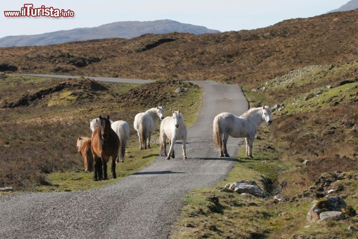 Immagine Cavalli sull'isola di Lewis and Harris, Scozia - Un gruppo di cavalli allo stato brado pascola per l'isola di Lewis and Harris, meta perfetta per chi desidera ammirare paesaggi incontaminati e splendidi animali in libertà © Joe Gough / Shutterstock.com