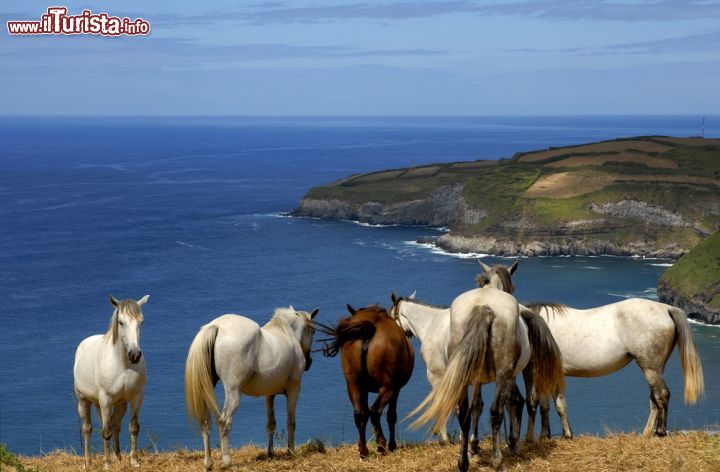 Immagine Cavalli liberi sulla costa dell'isola di Sao Miguel, Azzorre (Portogallo) - © 60858106 / Shutterstock.com