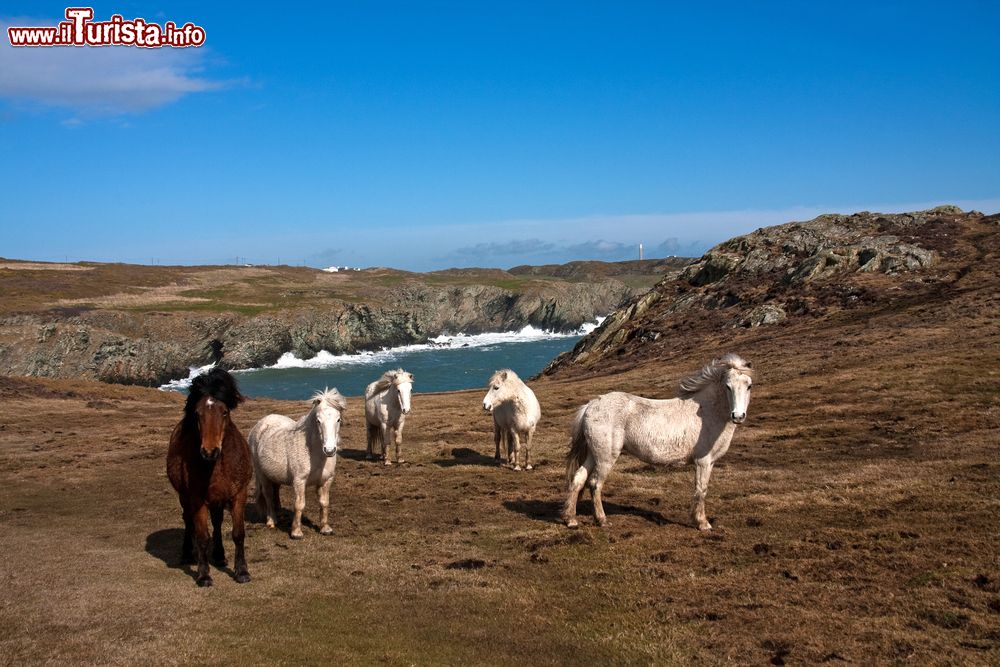 Immagine Cavalli selvaggi gallesi sulla costa di Anglesey, nord Galles, UK.