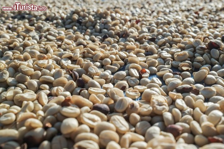 Immagine Chicchi di caffé a seccare, Chiang Rai, Thailandia - © Songtam Srinakarin / Shutterstock.com