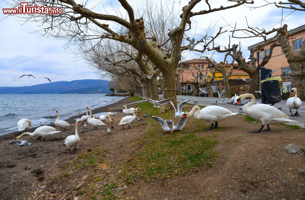Immagine Cigni e gabbiani sulle sponde del lago di Bracciano a Trevignano Romano, Roma, Lazio.