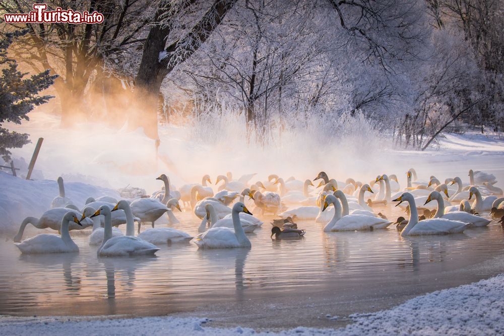 Immagine Cigni selvatici fotografati all'alba sul lago di Kushiro, Hokkaido, Giappone.