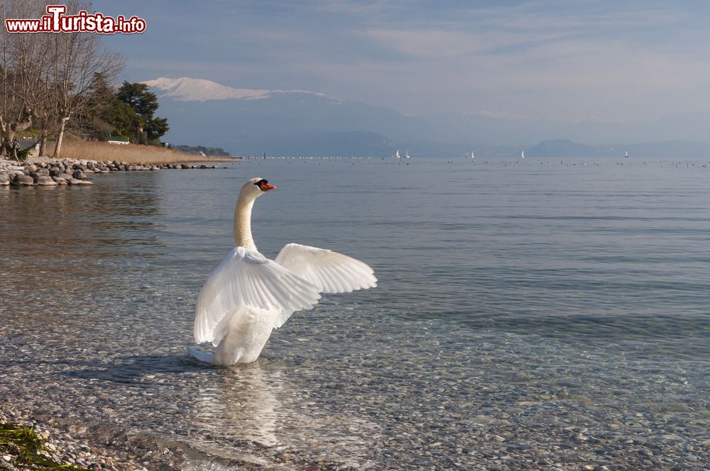 Immagine Un cigno fotografato al mattino sulla spiaggia di Padenghe sul Garda, provincia di Brescia