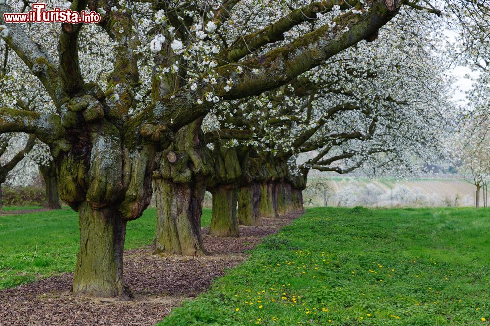 Immagine Ciliegi in fiore a Frauenstein vicino a Wiesbaden, Germania. Il villaggio di Frauenstein si trova nella zona più occidentale di Wiesbaden a cui fu incorporato nel 1928. Questo borgo storico è circondato da vigneti e frutteti.