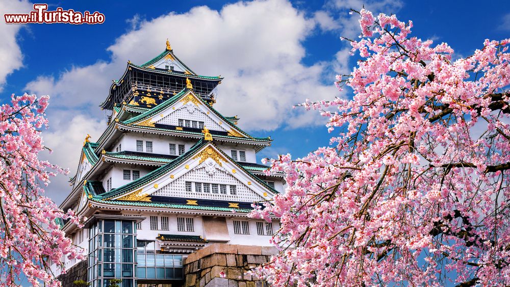 Immagine Ciliegi in fiore e il castello di Osaka, Giappone.