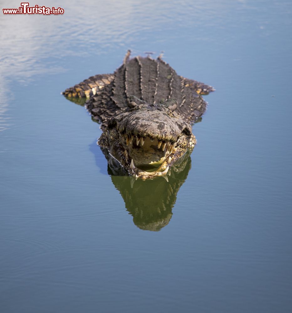 Immagine Un coccodrillo nelle acque dell'allevamento di Boca de Guamà nella Ciénaga de Zapata (Matanzas, Cuba).