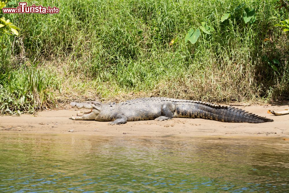 Immagine Coccodrillo di acqua salata nel fiume Daintree, Australia.