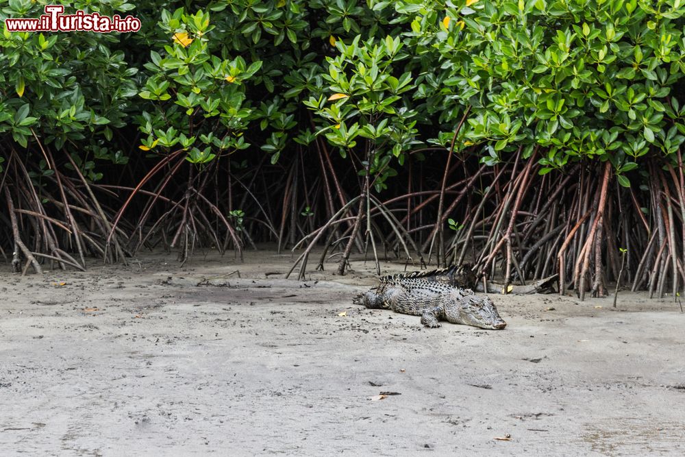 Immagine Coccodrillo nella Foresta di Daintree, Australia. Siamo nella foresta pluviale più arcaica del mondo che ospita sul suo territorio una delle più grandi varietà di flora e fauna della terra.