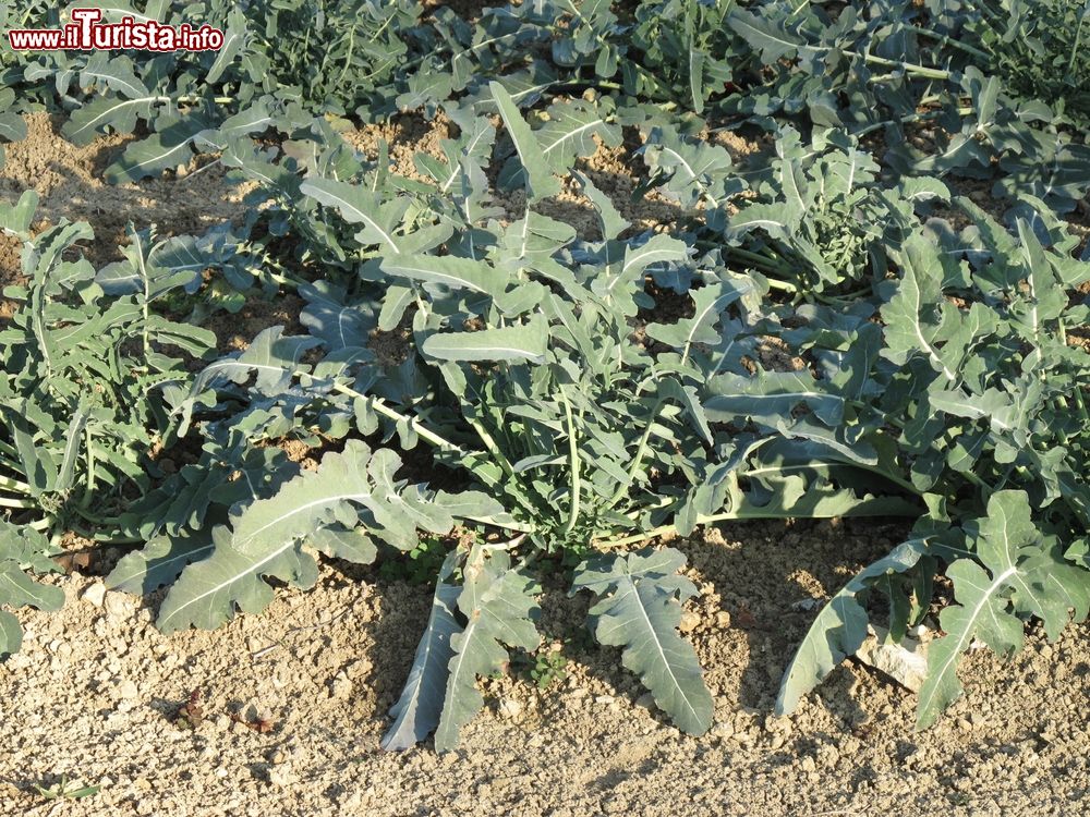 Immagine Coltivazione di broccolo fiolaro, una eccellenza del territorio di Creazzo in Veneto