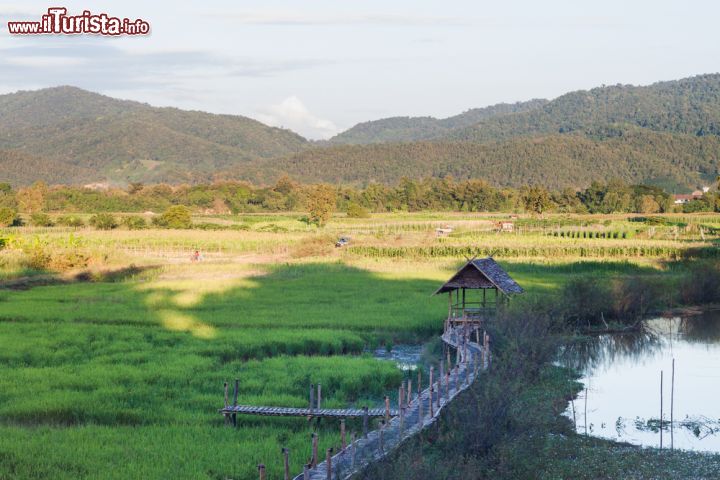 Immagine Coltivazioni di riso nelle campagne di Chiang Rai, Thailandia - © punsayaporn / Shutterstock.com