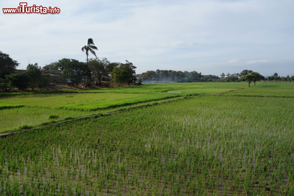 Immagine Coltivazioni di riso vicino a Chiclayo, nel nord del Perù. Il riso è uno degli alimenti che più spesso accompagna i piatti della gastronomia peruviana.