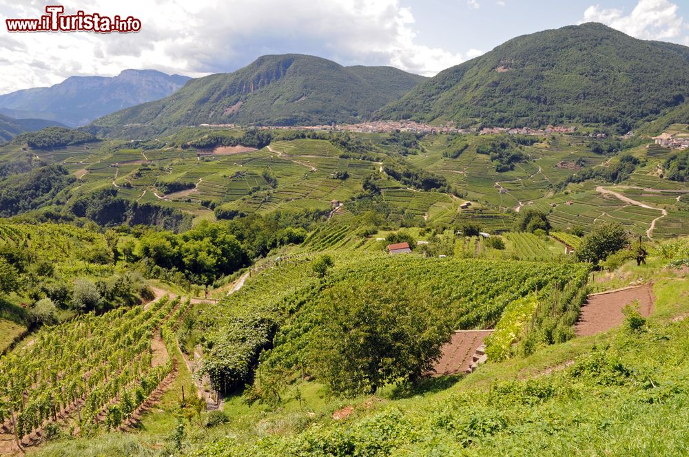 Immagine Coltivazioni di vite fotografate dall'alto, Trentino Alto Adige. I dolci declivi di questo angolo di Trentino ospitano alcune delle più importanti produzioni di vino italiano.