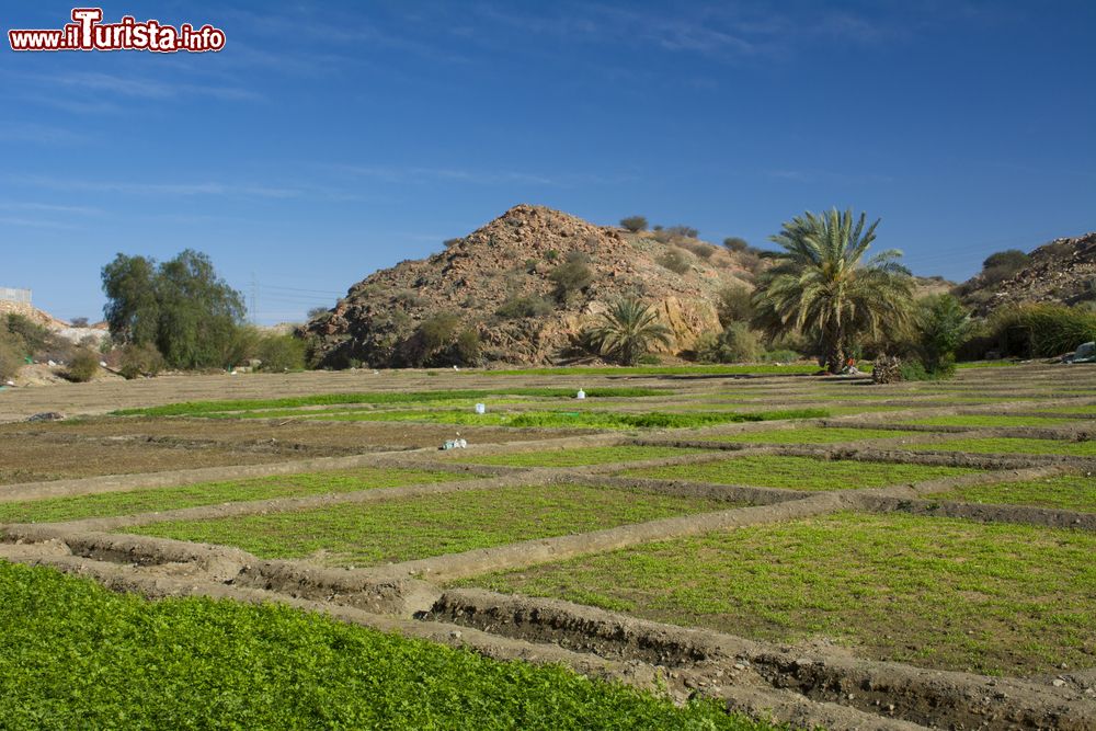 Immagine Coltivazioni nei pressi di Ta'if, Arabia Saudita. Il territorio qui è un patchwork di campi di ogni genere: dal frumento al riso, dalle arance all'uva zibibbo sino ai datteri, ai melograni e ai limoni.