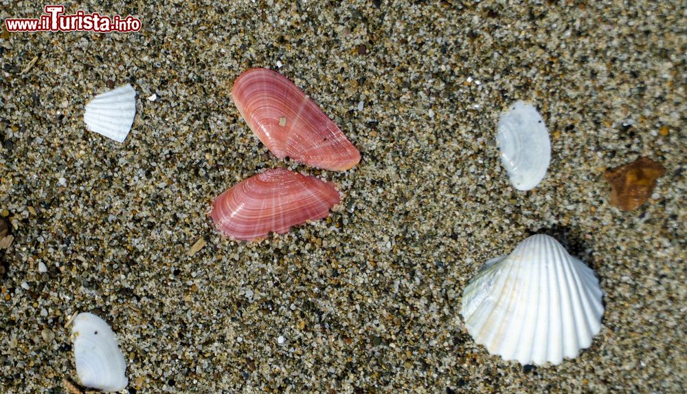 Immagine Conchiglie raccolte sulla spiaggia di Principina a Mare in Maremma, Toscana