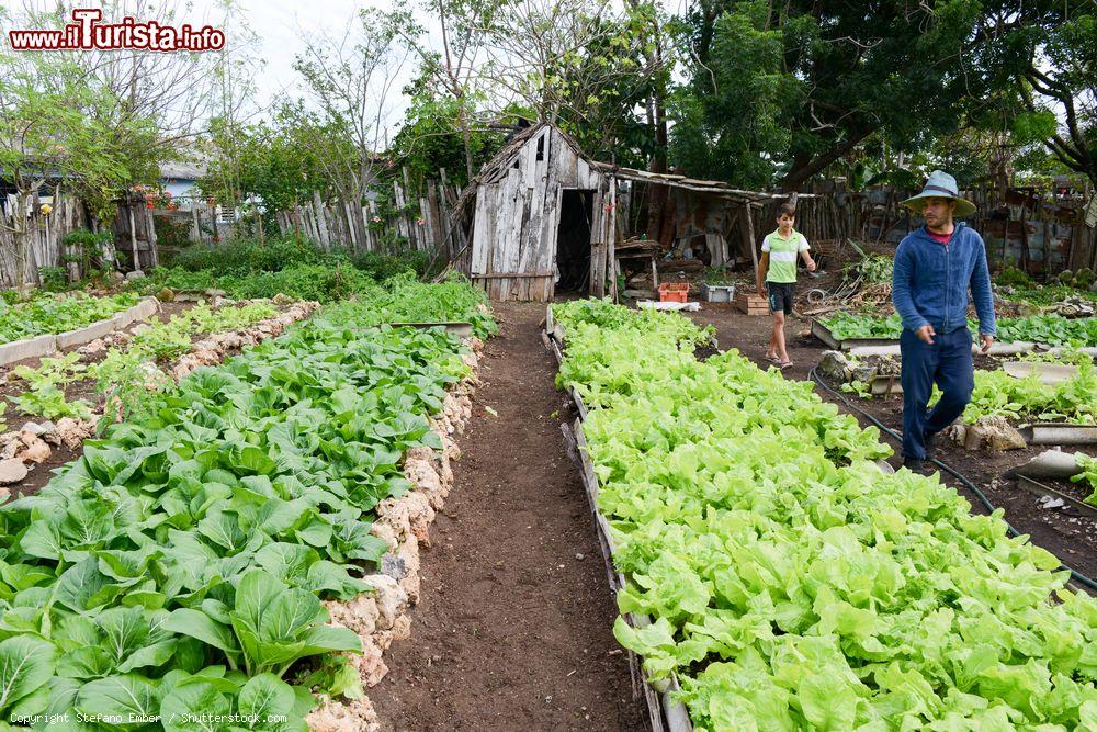 Immagine Contadini fra coltivazioni di insalata nei dintorni di Giron, Cuba - © Stefano Ember / Shutterstock.com