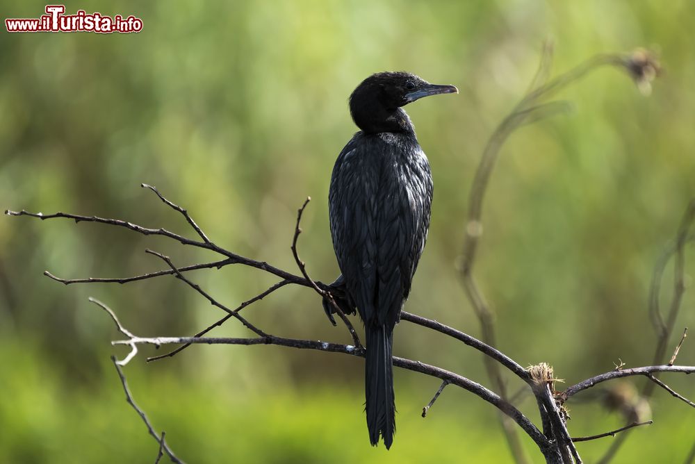 Immagine Un cormorano nel Muthurajawela Bird Sanctuary a sud di Negombo, Sri Lanka.