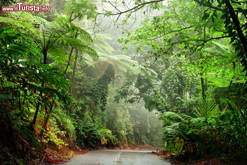 Immagine Daintree National Park, Australia. A ridosso delle cittadine di Daintree e di Cape Tribulation si trova una delle zone più affascinanti del Queensland, il Daintree Nazional Park, area protetta.