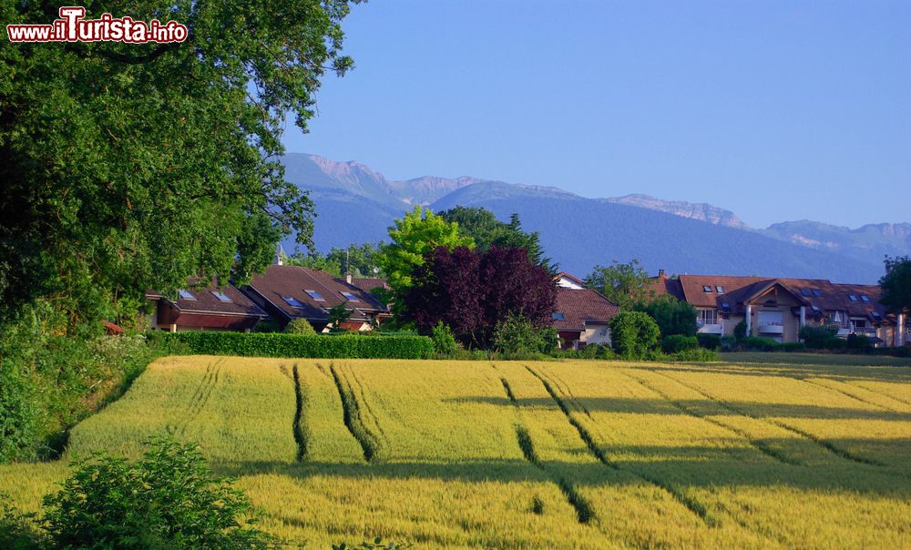 Immagine Distesa di segale nelle campagne di Ferney-Voltaire, Francia.