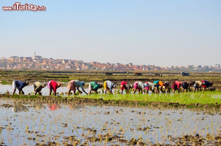 Immagine Alcune donne si dedicano alla pintagione di riso nelle campagne di Betsimitatatra, Antananarivo, Madagascar - foto © Hajakely / Shutterstock.com