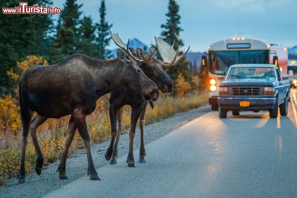 Immagine Due alci maschi attraversano la strada al Denali National Park, Alaska.