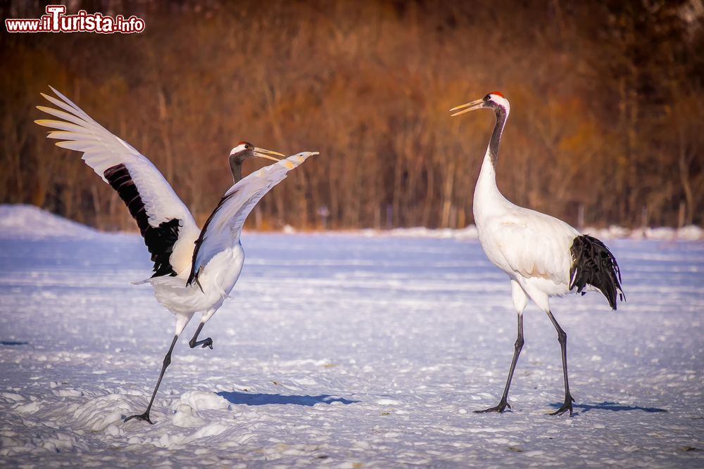 Immagine Due gru giapponesi (Red Crowned Cranes) danzano per l'accoppiamento sulla neve nella città di Kushiro, Giappone.