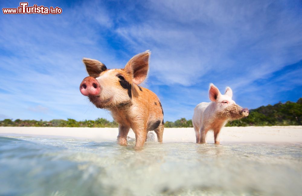 Immagine Due simpatici maialini selvatici sulla spiaggia di un'isola delle Exuma, Bahamas.