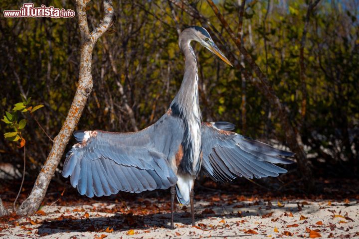 Immagine Birdwatching alle isole Galapagos, un airone spiega le sue grandi ali. Le 18 isole che compongono l'arcipelago ospitano numerose specie avicole. Famosi gli studi di Darwin sull'evoluzione dei becchi di alcune specie di passeri, che chiarirono i meccanismi dell'evoluzioni al famoso naturalista inglese - © sunsinger / Shutterstock.com