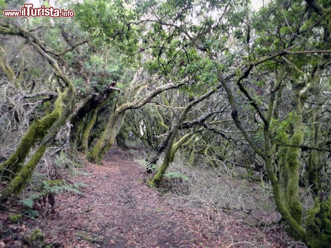 Immagine La spettrale "foresta delle streghe", dove tutte le piante sono coperte da uno spesso strato di muschio. Siamo a El Hierro (Isole Canarie, Spagna).