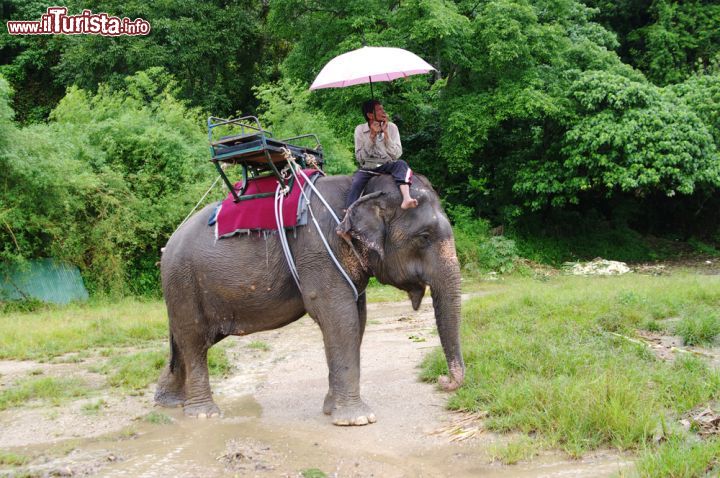 Immagine Elefante sull'isola di Koh Samui in Thailandia - © HGalina / Shutterstock.com