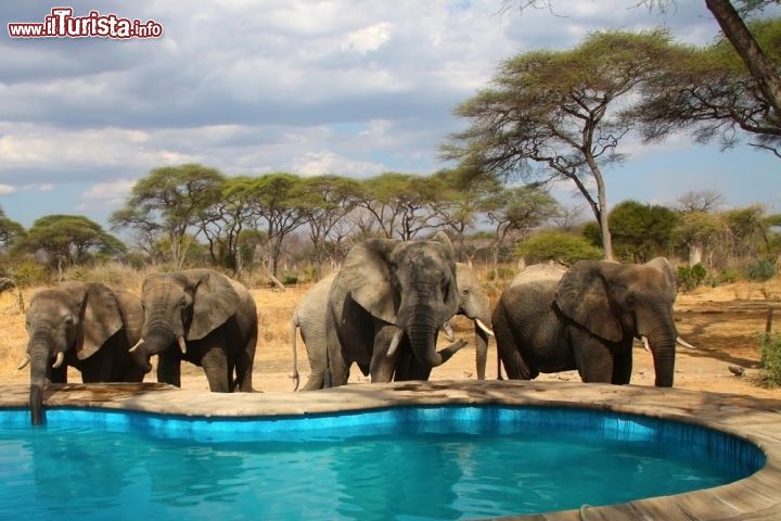 Immagine Elefanti nella piscina di uno dei lodge al parco di Ruaha. In questa riserva naturale della Tanzania si trova la più grande concentrazione di questa famiglia di proboscidati: li si può incontrare lungo le rive del fiume, a spasso per il parco oppure nelle vicinanze delle piscine dei lodge dove si recano per abbeverarsi - © Dimitry Sukhov / Shutterstock.com