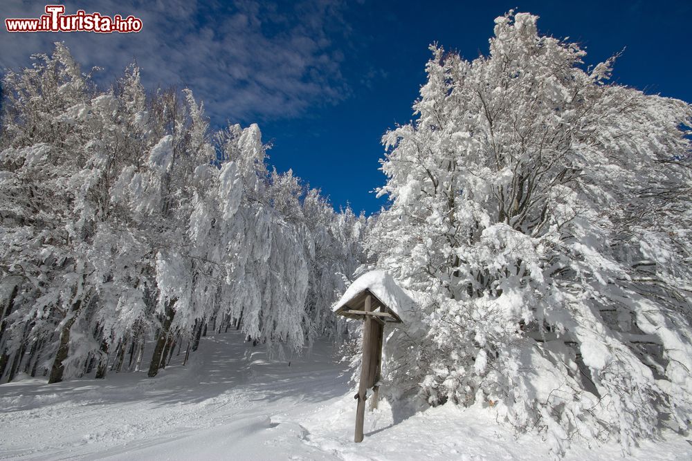 Immagine Escursione con le Ciaspole nelle foreste di Campigna in inverno