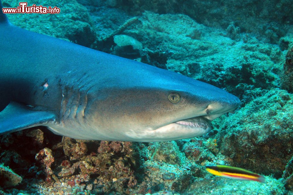 Immagine Un esemplare di squalo pinna bianca (Triaenodon obesus) a Coiba, Panama. Per via della sua indole timida non è normalmente considerato pericoloso per chi pratica subacquea ma è comunque sconsigliato avvicinarsi troppo.