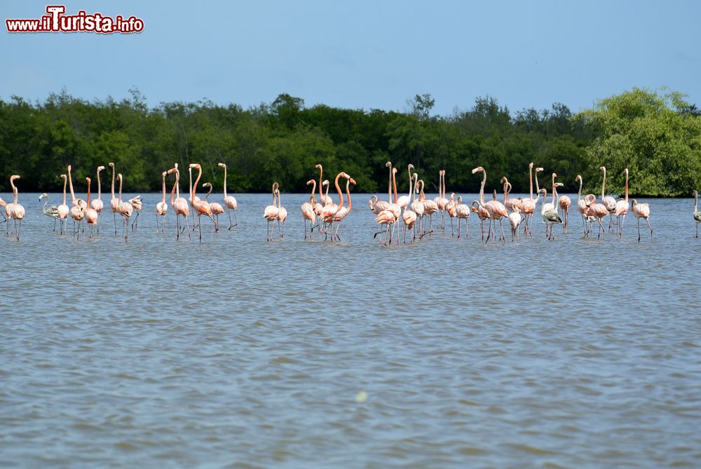 Immagine Fenicotteri danzano sull'acqua in Suriname (Sud America).